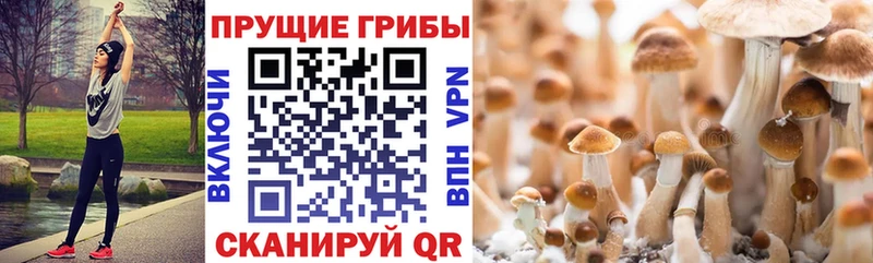 Галлюциногенные грибы мицелий  Серафимович 